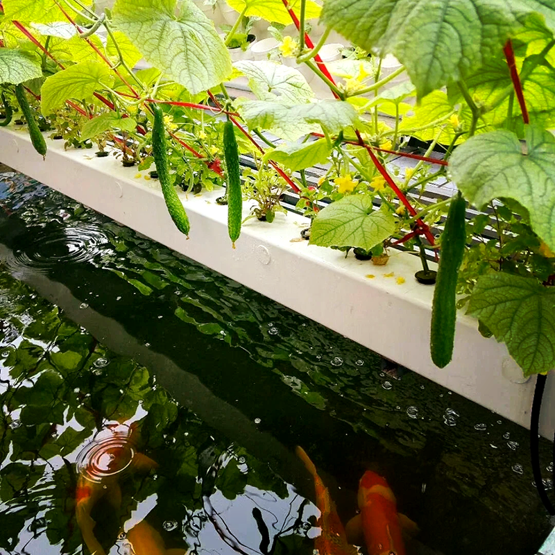 七台河市种植槽鱼菜共生 - 推荐